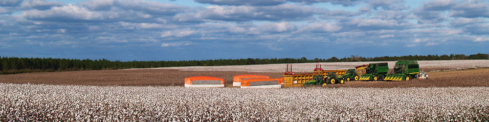 Cotton Production News