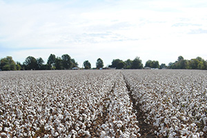 double row no till thumb - Spotlight on Cotton Growers