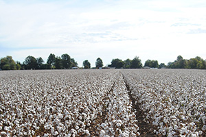 Ron Rayner - Rayner Brothers Farms