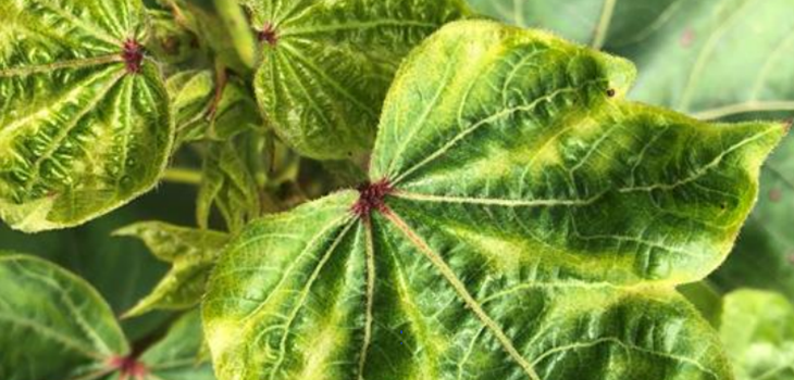 leaf crumple leaf roll virus indicator - Cotton Leafroll Dwarf Virus Research Review