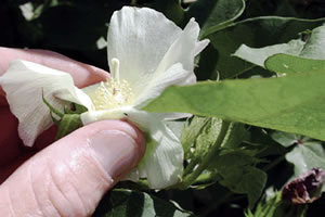 manage heat with innovation thumb - Spotlight on Cotton Growers