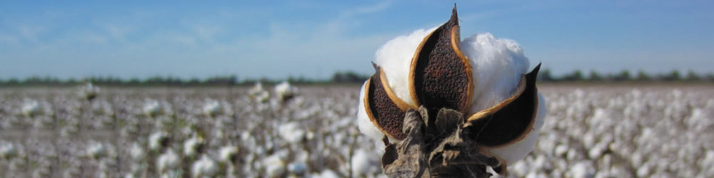 classification cotton header - The Classification of Cotton