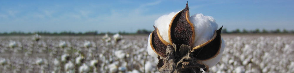 The Classification of Cotton