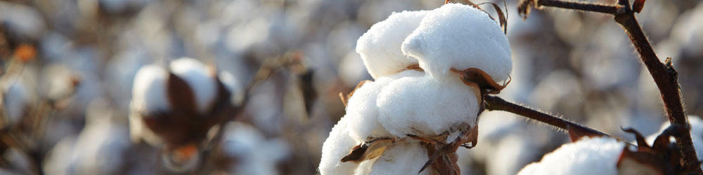 Cotton Farming Decision Aids