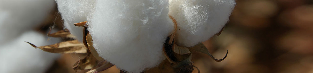 Cotton Today