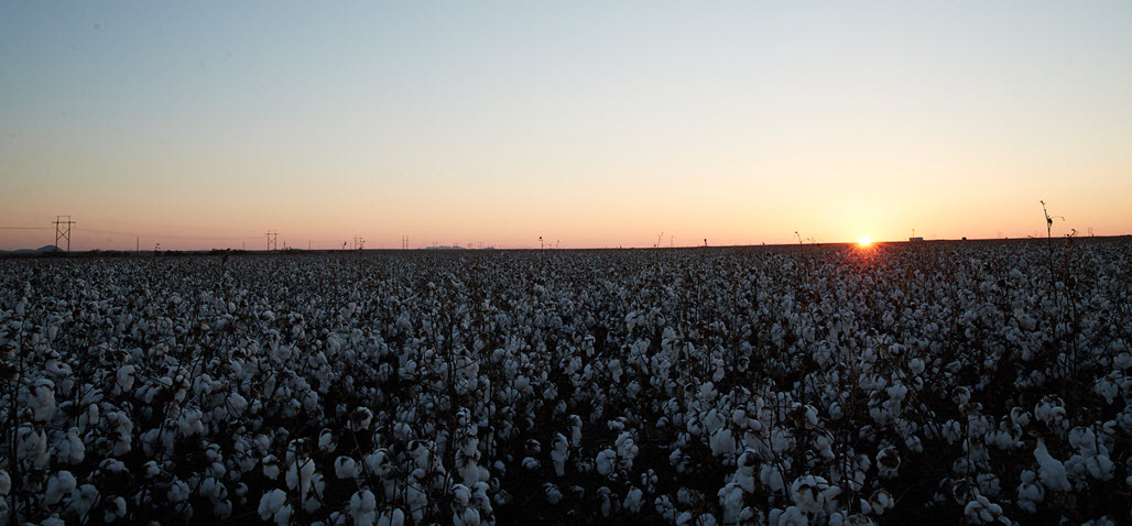 Cotton Field Sunset - Spotlight on Cotton Growers