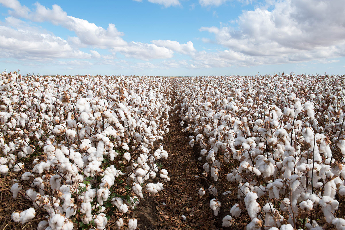 Cotton Field
